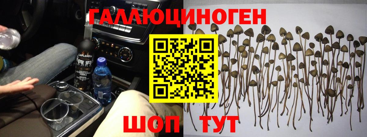 Воронеж  Псилоцибиновые грибы прущие грибы  хочу   Вход с VPN 